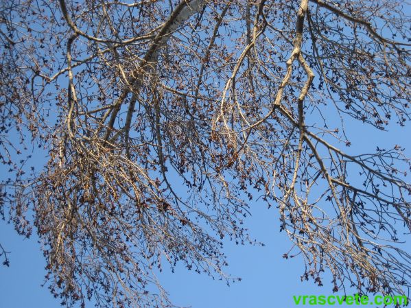 IMG_7128.JPG